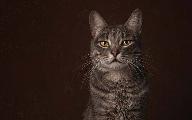 Black cat yellow eyes serious #3 free wallpaper for desktop - medium preview image