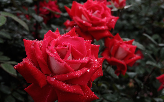 Red rose water droplets bokeh #2 free wallpaper for desktop - medium preview image