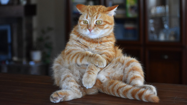 Cat glamor pose shiba inu free wallpaper for desktop - medium preview image