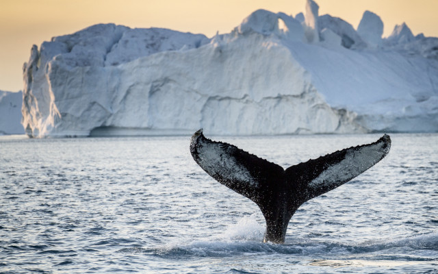 Whale tail icebergs ocean scenery free wallpaper for desktop - medium preview image