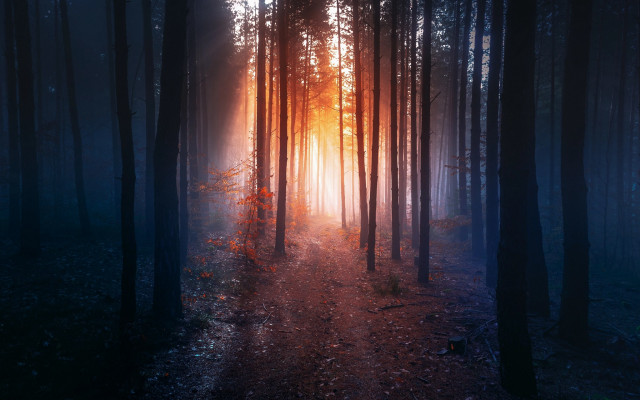 Woods path sunshine leaves magic free wallpaper for desktop - medium preview image