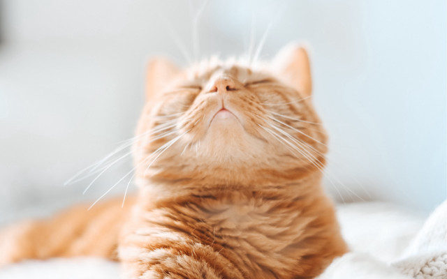 Cat bed closed eyes carlos free wallpaper for desktop - medium preview image
