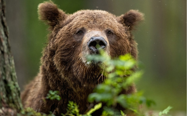 Brown bear woods green plant free wallpaper for desktop - medium preview image