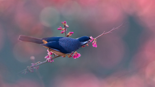 Blue bird branch pink flowers #2 free wallpaper for desktop - medium preview image