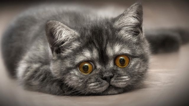 Gray cat yellow eyes sad #3 free wallpaper for desktop - medium preview image