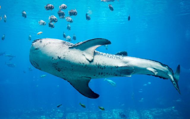 Large shark ocean fish bubble free wallpaper for desktop - medium preview image