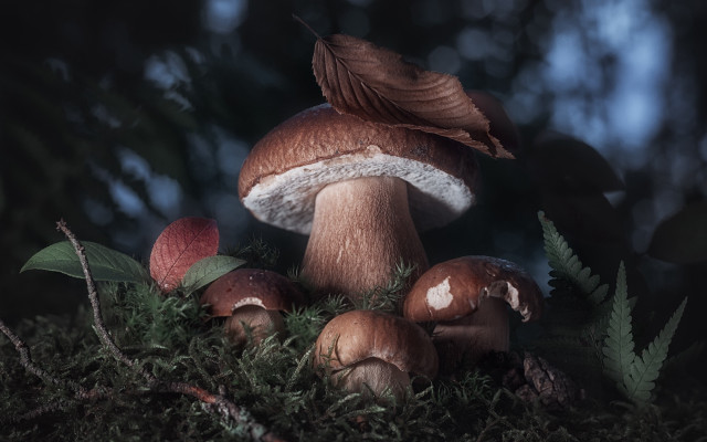 Mushrooms green field forest nature free wallpaper for desktop - medium preview image