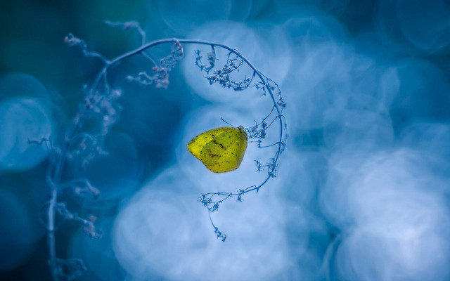 Yellow leaf blue sky moon free wallpaper for desktop - medium preview image