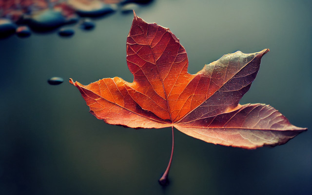 Leaf water droplets umbrella autumn free wallpaper for desktop - medium preview image