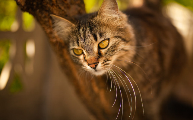 Cat looking up tree branch #3 free wallpaper for desktop - medium preview image