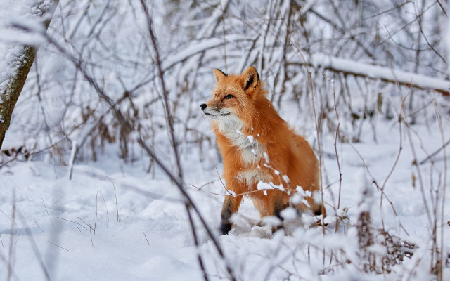 Fox snow woodland furry photograph free wallpaper for desktop - medium preview image