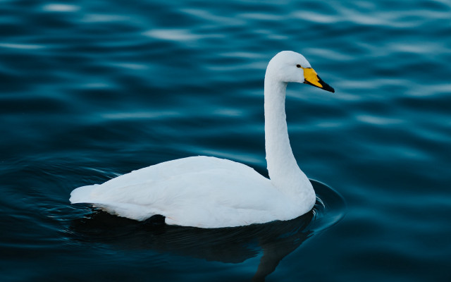 White swan water shore waves free wallpaper for desktop - medium preview image