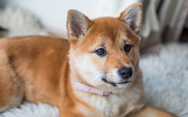 Small brown shiba inu rug free wallpaper for desktop - medium preview image