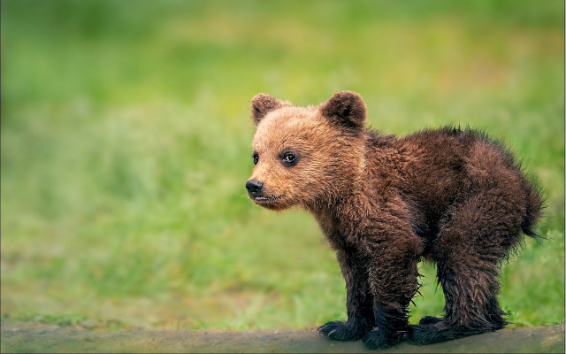 Brown bear cub grassy field free wallpaper for desktop - medium preview image