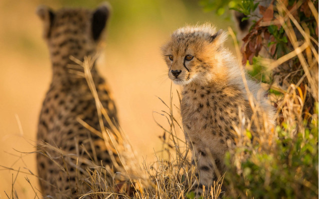 Cheetah cubs grass outdoors autumn free wallpaper for desktop - medium preview image