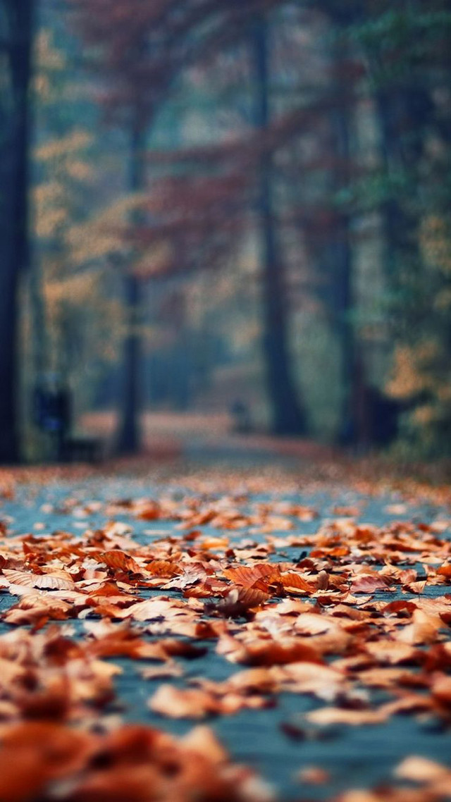 Park bench leaves autumn blurry free wallpaper for mobile - medium preview image