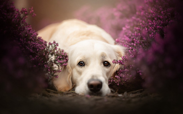 Dog flower bush pink cherry free wallpaper for desktop - medium preview image