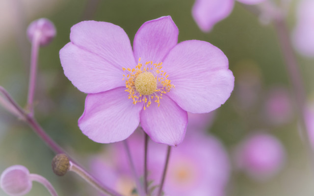 Pink flower yellow center macro #3 free wallpaper for desktop - medium preview image