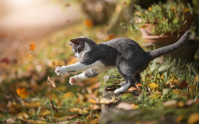 Cat jumping autumn leaves garden free wallpaper for desktop - medium preview image