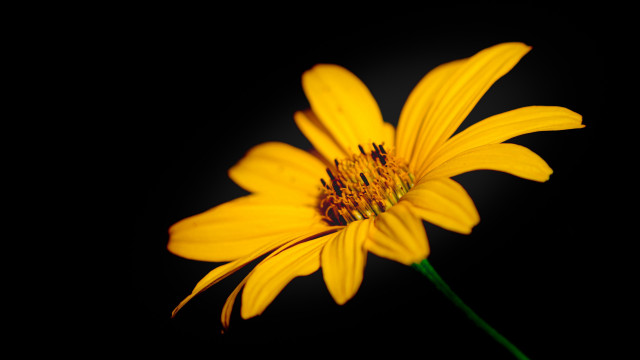 Yellow flower black background dark free wallpaper for desktop - medium preview image
