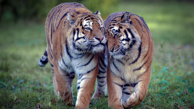 Tiger walking closed eyes jigsaw free wallpaper for desktop - medium preview image