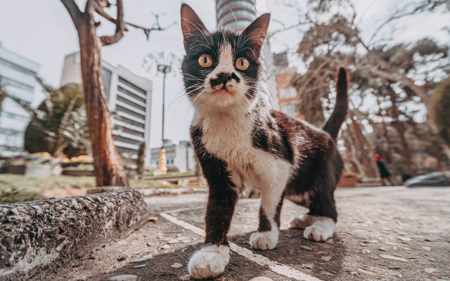 Cat street tree building clocktower free wallpaper for desktop - medium preview image