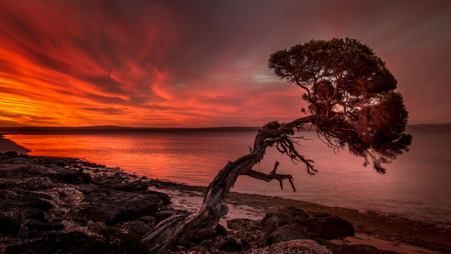 Sunset lake shore tree red free wallpaper for desktop - medium preview image