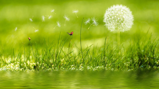 Dandelion ladybug grass water nature free wallpaper for desktop - medium preview image