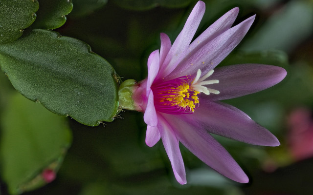 Pink flower yellow center green #15 free wallpaper for desktop - medium preview image