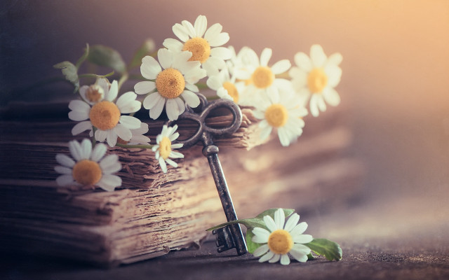 Daisies book key floral background free wallpaper for desktop - medium preview image