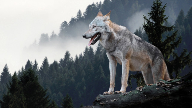 Wolf rock open mouth forest free wallpaper for desktop - medium preview image
