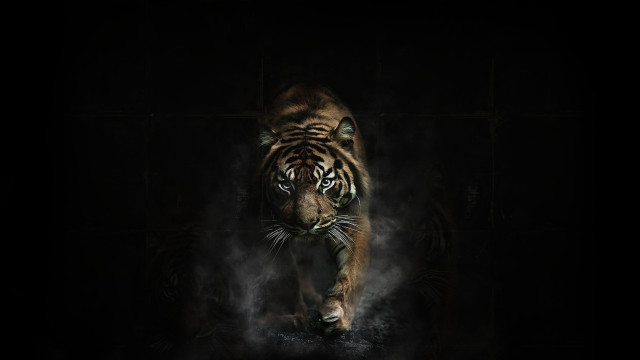 Tiger smoke darkroom wildlife digitalpainting free wallpaper for desktop - medium preview image