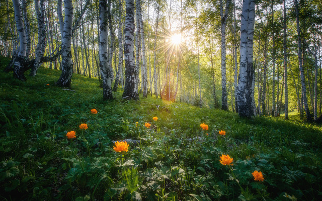 Forest flowers sunshine autumn nature free wallpaper for desktop - medium preview image