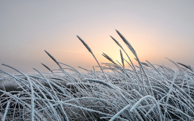 Winter sunset frost grass sky free wallpaper for desktop - medium preview image