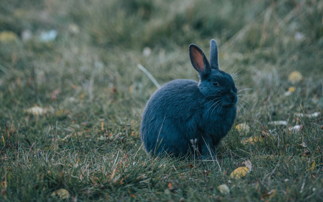 Blue rabbit grass camera naturalism free wallpaper for desktop - medium preview image