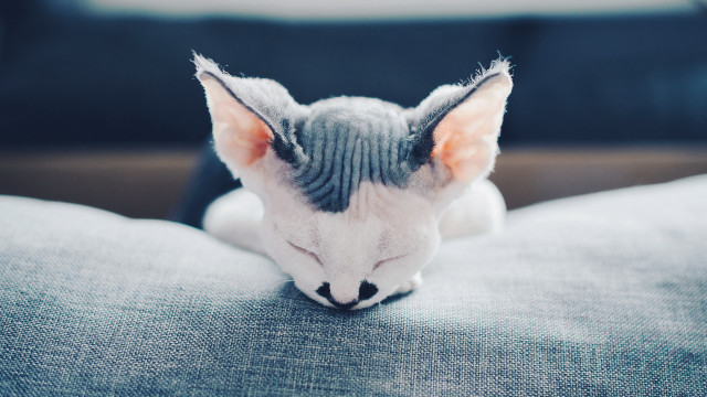 Cat couch adorable blurry fence free wallpaper for desktop - medium preview image