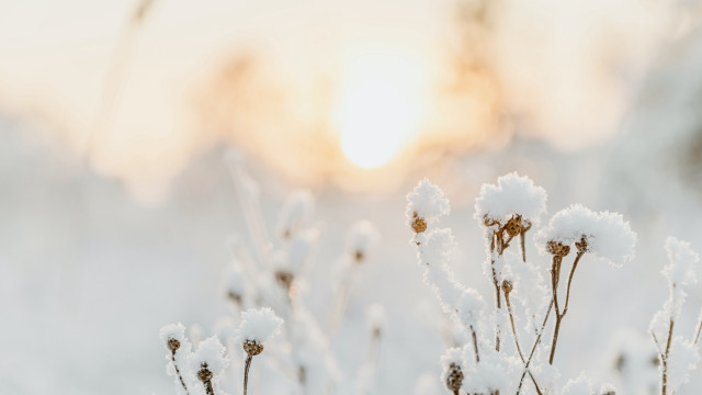Plant snow sun winter tilt free wallpaper for desktop - medium preview image