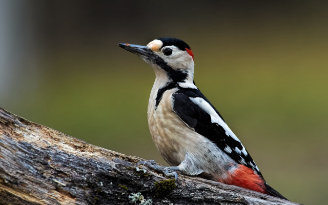 Redhead blackbird treebranch moss beach free wallpaper for desktop - medium preview image