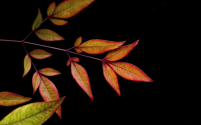 Red leaves branch butterfly lily free wallpaper for desktop - medium preview image