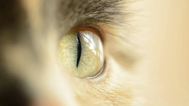 Cat eye macro illusion detailed free wallpaper for desktop - medium preview image