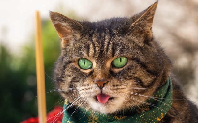 Cat green eyes scarf open free wallpaper for desktop - medium preview image