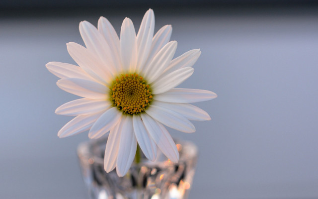 White flower glass vase blue free wallpaper for desktop - medium preview image