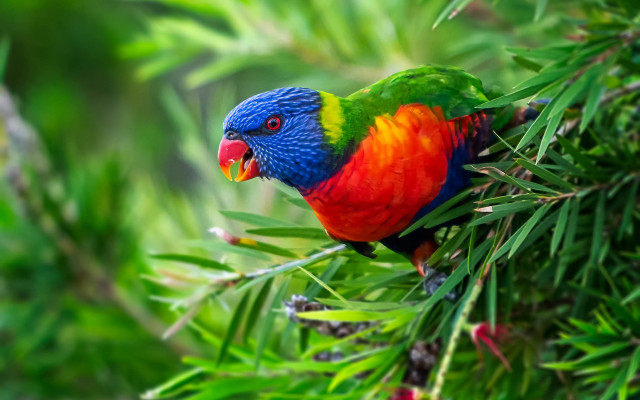 Colorful bird perched branch forest #3 free wallpaper for desktop - medium preview image