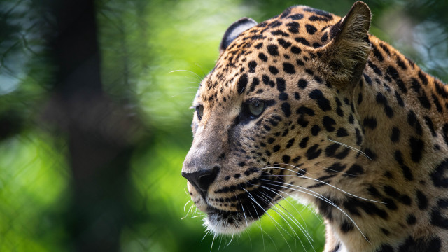 Leopard distant gaze blurry background #2 free wallpaper for desktop - medium preview image