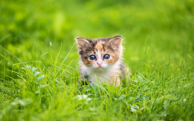 Kitten grass blue eyes blurry free wallpaper for desktop - medium preview image