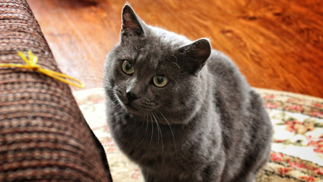 Gray cat rug couch yellow free wallpaper for desktop - medium preview image