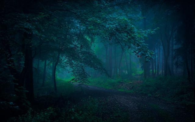 Dark forest dirt road green free wallpaper for desktop - medium preview image