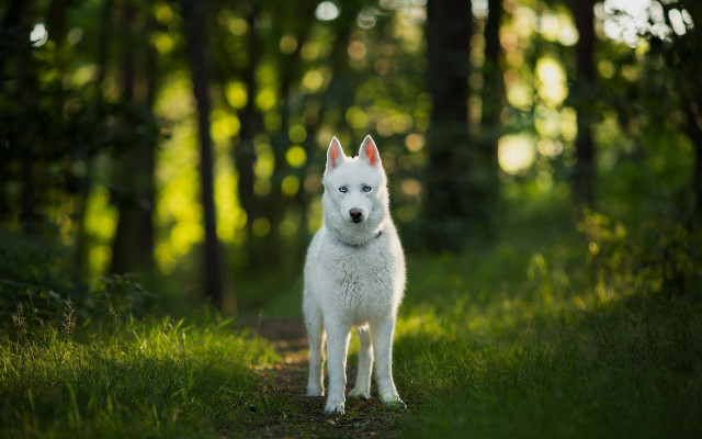 White dog forest bokeh nature free wallpaper for desktop - medium preview image