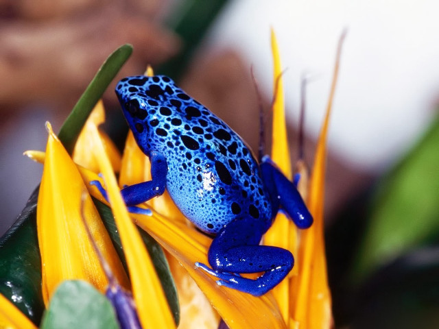 Blue frog yellow flower green free wallpaper for desktop - medium preview image