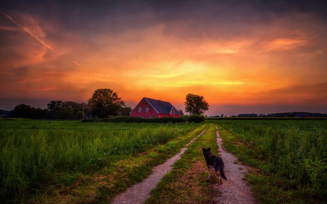 Dog barn dirt road sunset free wallpaper for desktop - medium preview image